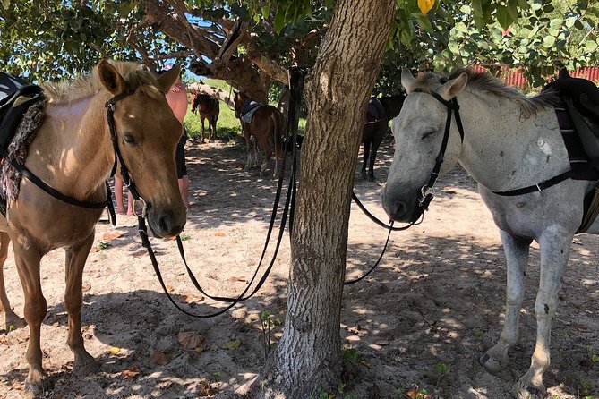 Horseback “SPECIAL”- Negril’s Beach Ride N’ Swim with Free photos/videos - A private white-sand beach and a change of saddles