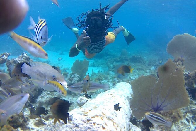 Incredible Negril Guided Snorkeling To Reef, Anchor, and Cannon - Key points to know before booking
