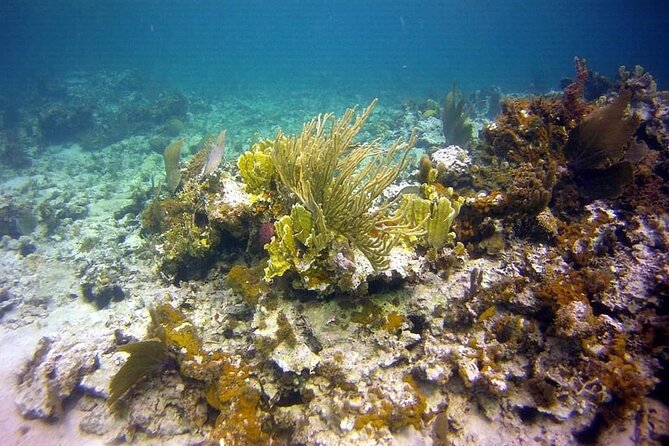 Incredible Negril Guided Snorkeling To Reef, Anchor, and Cannon - A boat ride with reggae music and coastal views
