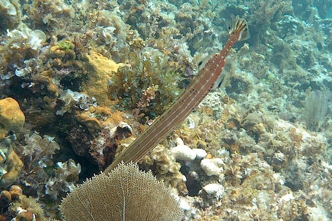Incredible Negril Guided Snorkeling To Reef, Anchor, and Cannon - The cannon, anchor, and shipwreck