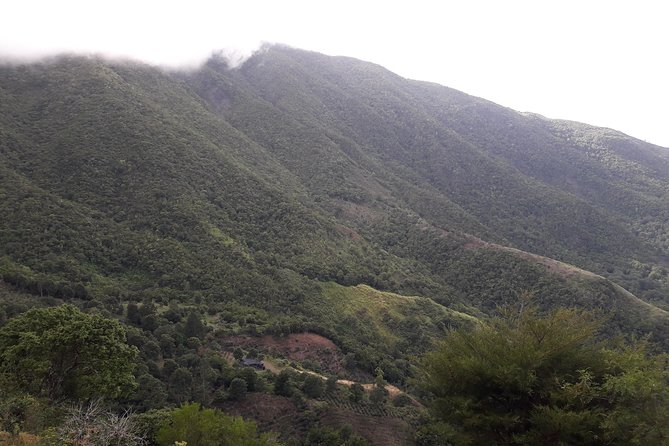 Jamaica Blue Mountain Guided Nature Tour - New Castle at more than 3,500 feet