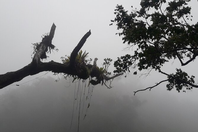 Jamaica Blue Mountain Guided Nature Tour - The return drive and optional lunch