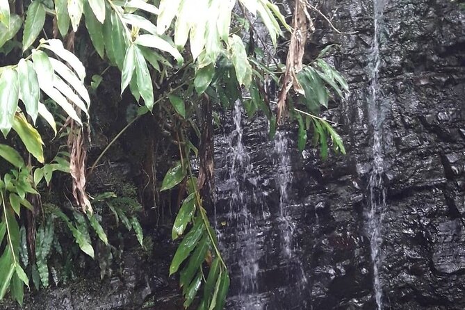 Jamaica Blue Mountain Guided Nature Tour - Is $240 per person good value?