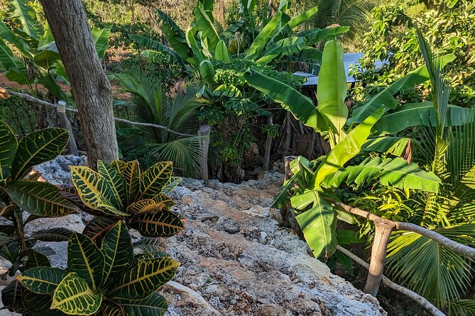Jamaican Roots Tropical Farm Tour - Taste & Explore (Negril) 2hr - A quick trip from Negril to Jamaica’s growing ground