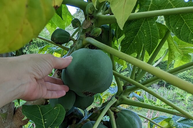 Jamaican Roots Tropical Farm Tour - Taste & Explore (Negril) 2hr - Who will enjoy this most?