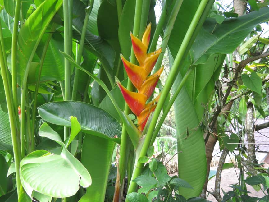Kingston Blue Mountains Tour with Coffee Tasting - Stories about Jamaica along the way
