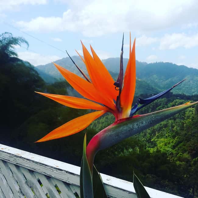 Kingston Blue Mountains Tour with Coffee Tasting - Who should book this Blue Mountains tour?
