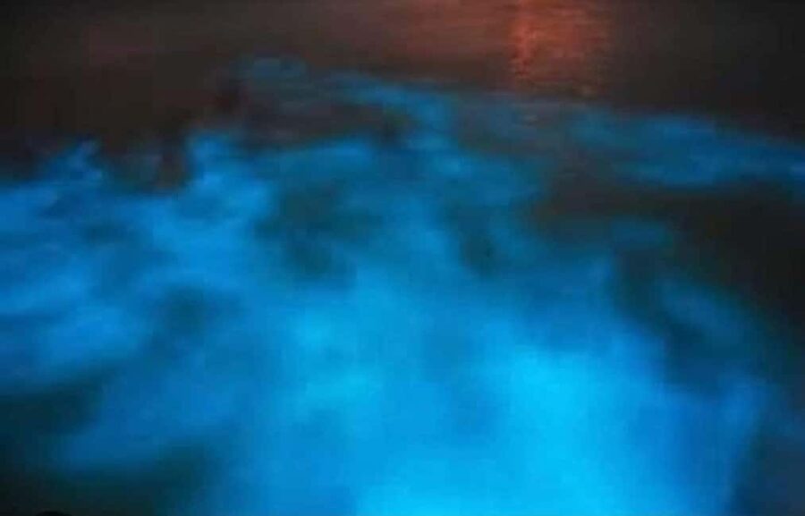 Luminous lagoon : Night Tour from Ocho Rios and Runaway Bay - Making the Water Sparkle