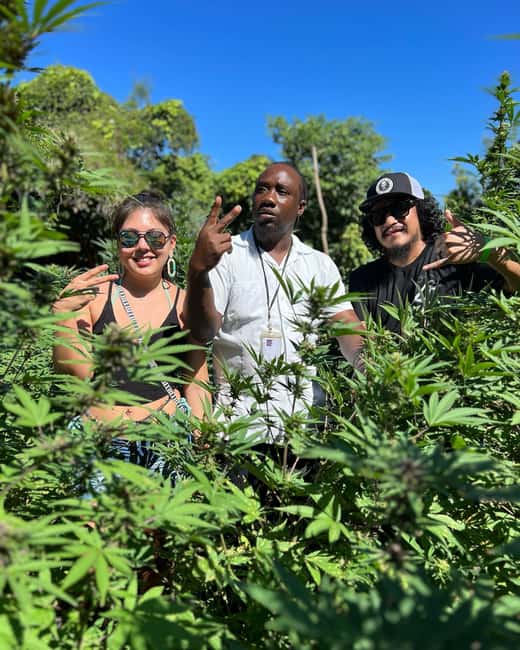 Marijuana Farm, Bamboo Rafting and Doctors Cave Beach Tour - What the $220 price really covers