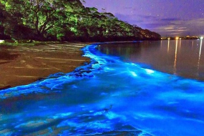 Mesmerizing Luminous Lagoon (Glistening Waters) Night Tour - Why the Luminous Lagoon Glows at Night