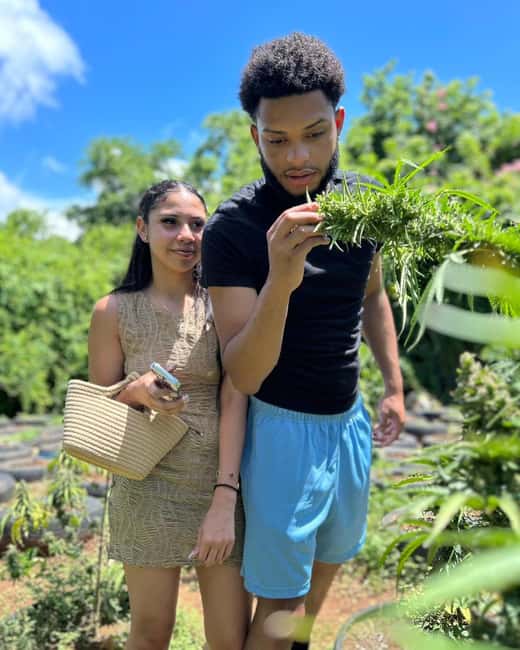 Montego Bay: Cannabis Farm, Bamboo Rafting, & Foot Massage - What the marijuana farm visit adds