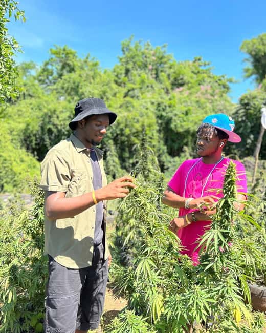 Montego Bay: Cannabis Farm, Bamboo Rafting, & Foot Massage - Why the private-group format matters