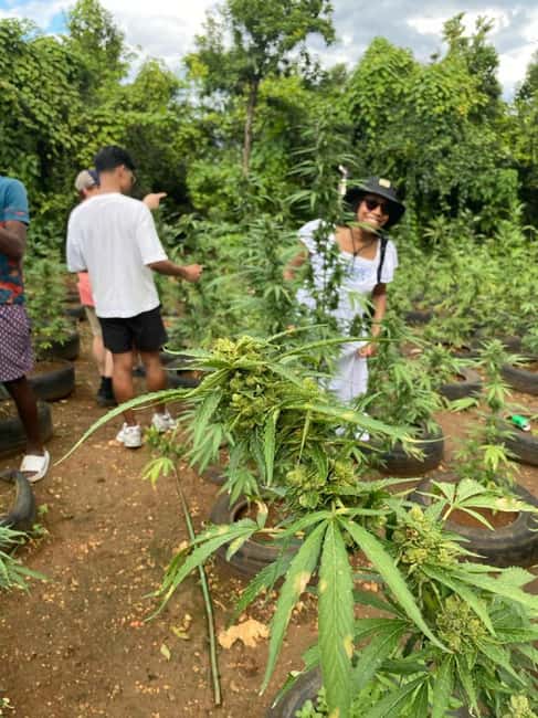 Montego Bay: Marijuana Farm and Bird Sanctuary Tour - The real shape of this Montego Bay outing