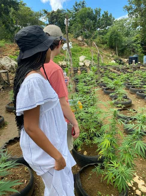 Montego Bay: Marijuana Farm and Bird Sanctuary Tour - FAQ