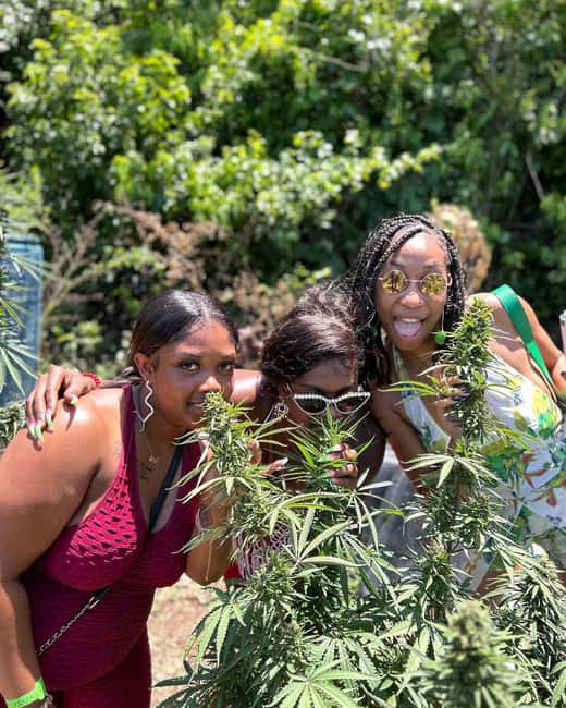 Montego Bay: Marijuana Farm and Bird Sanctuary Tour - The bird sanctuary offers the most hands-on time