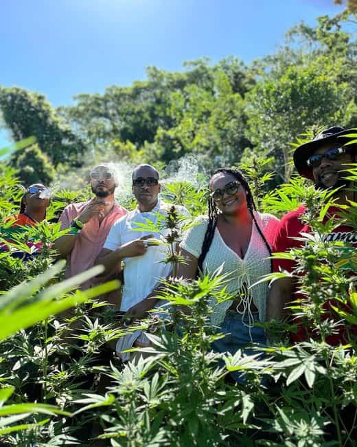 Montego Bay: Marijuana Farm Private Tour with Transportation - Meeting the guides and learning Jamaica’s cannabis story