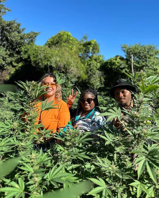Montego Bay: Marijuana Farm Private Tour with Transportation - Hands-on work depends on the season