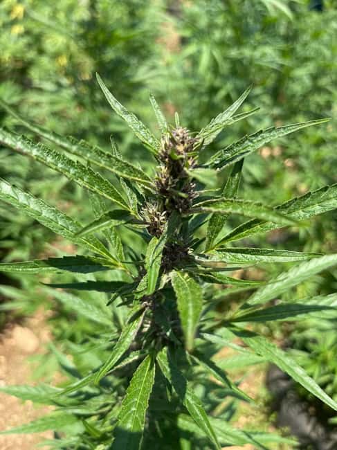 Montego Bay: Marijuana Farm Private Tour with Transportation - Sampling flowers, extracts, and infused products