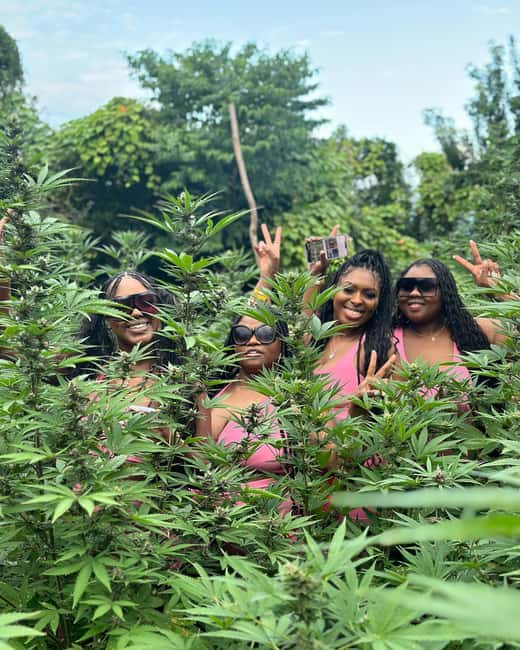 Montego Bay Marijuana Farm Tour - From Montego Bay resorts to Cornwall County fields