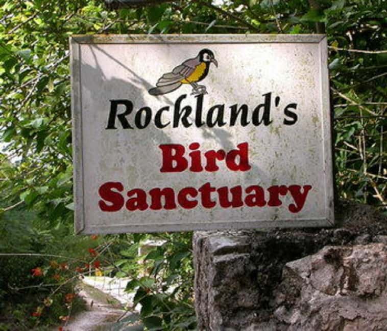 Montego Bay: Private Rocklands Bird Sanctuary Trip - Feeders filled with Jamaican and Caribbean species