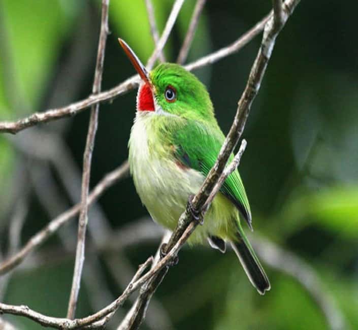 Montego Bay: Private Rocklands Bird Sanctuary Trip - Who will enjoy this bird sanctuary trip