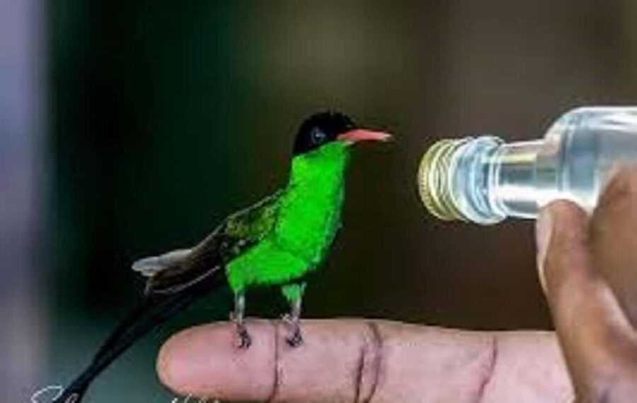 Montego Bay: Private Rocklands Bird Sanctuary Trip - Practical details that make the visit easier