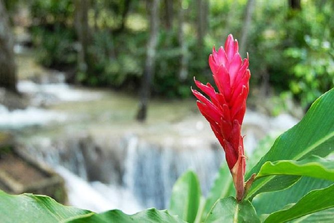 Montego Bay to Dunn's River Falls Half-Day Trip - Who will enjoy this outing most