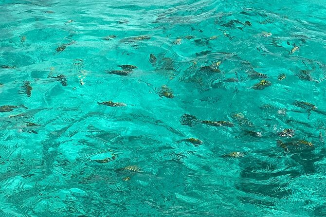 Negril and Ricks Cafe Sunset Tour with Boat Ride and Snorkeling - Four hours around Seven Mile Beach and Margaritaville