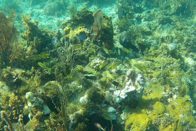 Negril Glass Bottom Boat Tour Snorkeling and Booby Cay - Captain Jason gives the trip its character