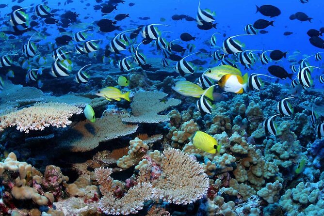 Negril Glass Bottom Boat Tour Snorkeling and Booby Cay - Booby Cay brings food and open-air island time