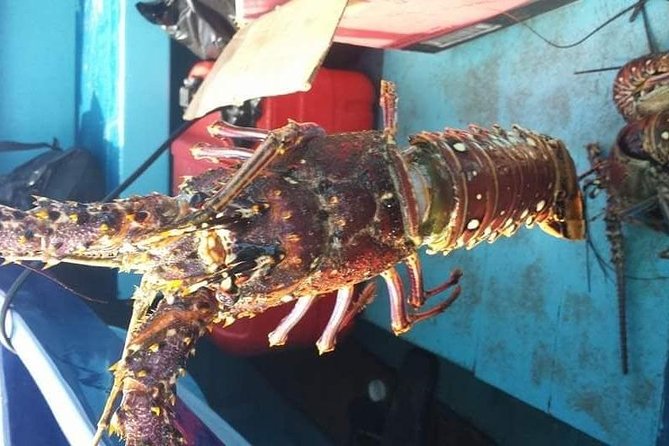 Negril Lobster Lunch on Booby Cay & Snorkeling To a Sunken Cannon - Music, Drinks, and the Ride Along Seven Mile Beach