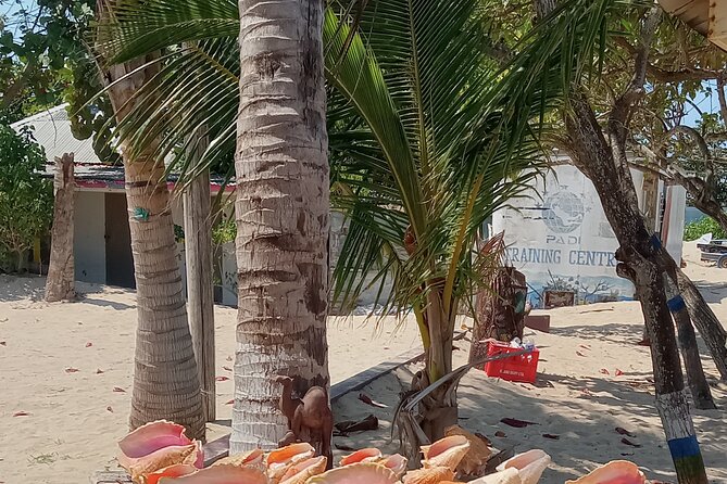 Ocho Rios Scenic Views, Culture and Adventure - Who will enjoy this Ocho Rios tour most?