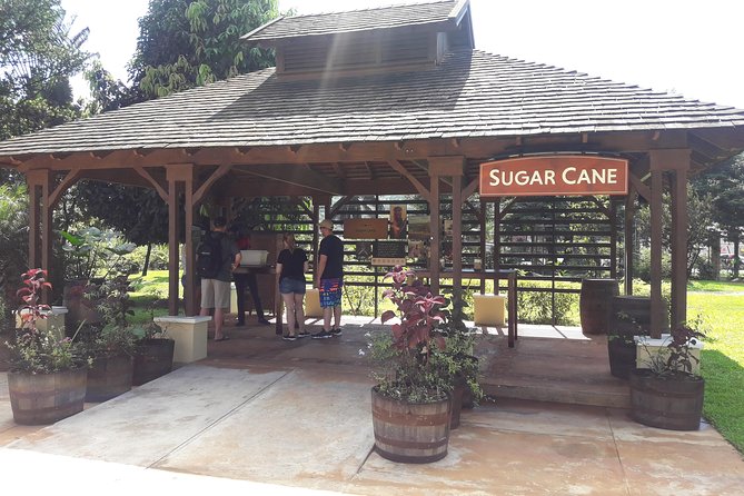 Private Appleton Estate Rum and Pelican Bar Tour from Montego Bay - Starting with sugar cane at Appleton Estate