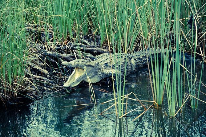 Private Appleton YS Falls and Black River Tour from Montego Bay - Black River safari: crocodiles from the water