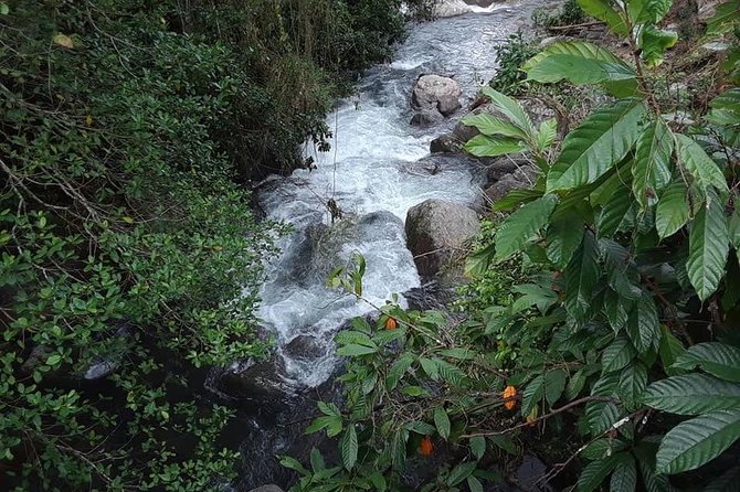 Private Blue Mountain tour from Ocho Rios - Inside the coffee farm