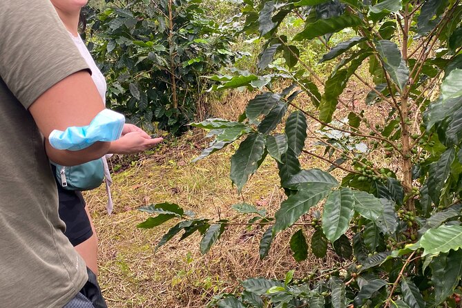 Private Blue Mountain tour from Ocho Rios - Lunch and a slower view of Jamaica