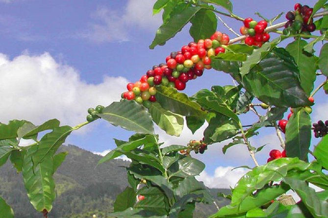 Private Blue Mountain tour from Ocho Rios - Rivers, waterfalls, and mountain roads