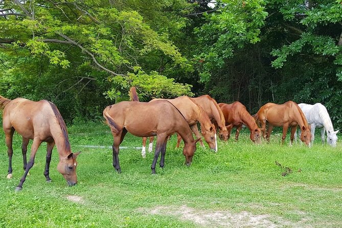 Private Horseback Riding, Swimming and Dunn's River Falls Tour - Choosing Your Horse Before the Ride