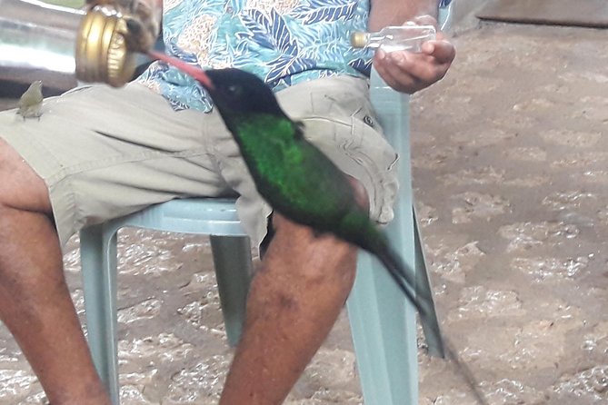 Private Rockland Bird Sanctuary Tour from Montego Bay - Why a hummingbird encounter feels so personal