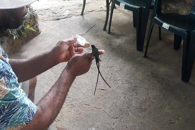 Private Rockland Bird Sanctuary Tour from Montego Bay - What the garden adds to the visit