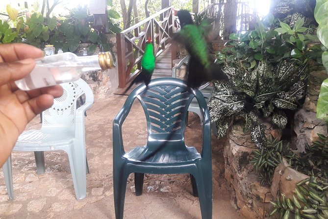 Private Rockland Bird Sanctuary Tour from Montego Bay - Who will enjoy Rockland most