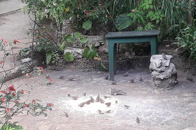 Private Rockland Bird Sanctuary Tour from Montego Bay - Practical details that matter