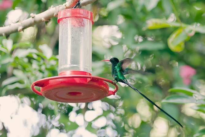 Private Rockland Bird Sanctuary Tour from Montego Bay - One hour at Rockland Bird Sanctuary