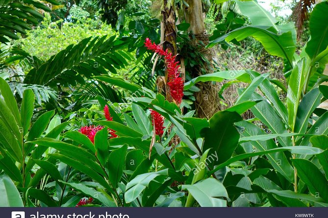 Private Tour From Ocho Rios To Konoko Falls And Garden and Shopping - The Gardens Before the Falls