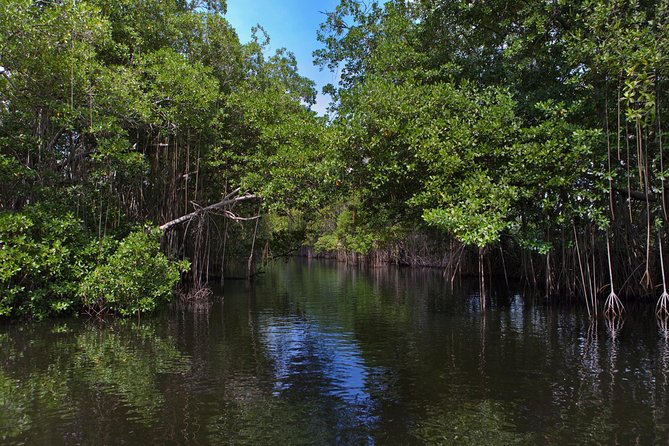 [PRIVATE] YS Falls, Black River, Pelican Bar - Entrance & Lunch - The Guides Make or Break the Day