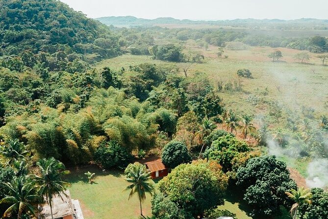 Rastafari Cultural ATV Community Experience from Negril - Fresh fruit, medicinal plants, and country knowledge