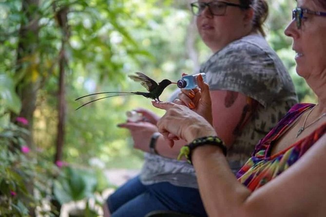 Rockland Bird Sanctuary plus Montego Bay Highlights & Shopping Private Tour - Why Rocklands is the star of the day