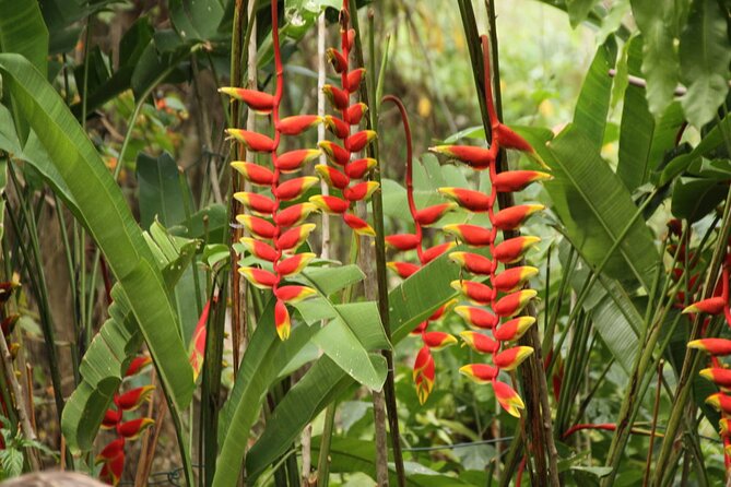 Rockland Bird Sanctuary plus Montego Bay Highlights & Shopping Private Tour - Montego Bay highlights after the birds