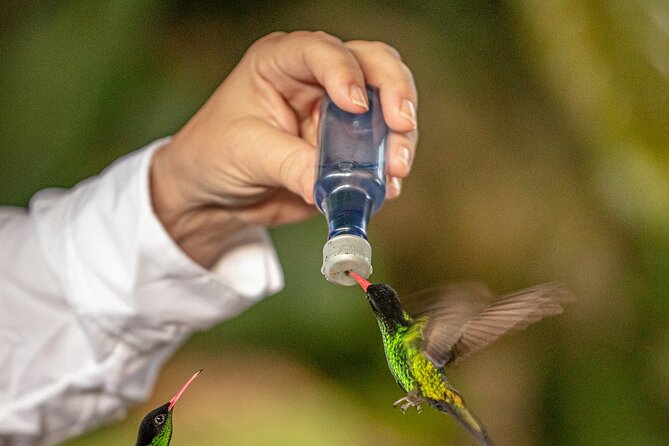 Rockland Bird Sanctuary plus Montego Bay Highlights & Shopping Private Tour - Feeding hummingbirds at Rocklands Bird Sanctuary