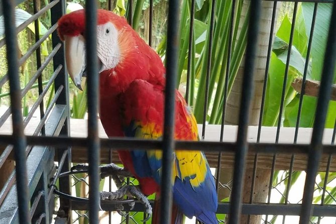 Rockland Bird Sanctuary Private Tour - A private ride from Montego Bay